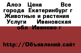 Алоэ › Цена ­ 150 - Все города, Екатеринбург г. Животные и растения » Услуги   . Ивановская обл.,Иваново г.